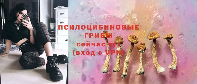 ссылка на мегу как войти  Боровск  Галлюциногенные грибы Psilocybe 